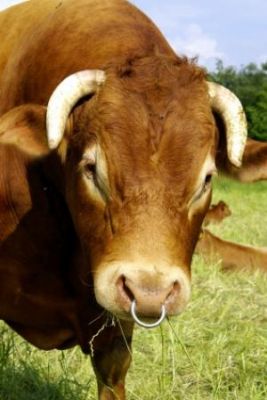 un taureau est rarement gracié mais cela arrive